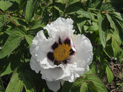 Seed Grown Tree Peony #2025-103