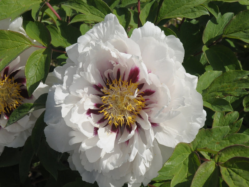 Seed Grown Tree Peony #2025-104