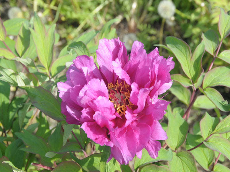 Seed Grown Tree Peony #2025-105