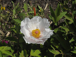 Seed Grown Tree Peony #2025-107