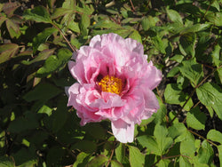 Seed Grown Tree Peony #2025-109