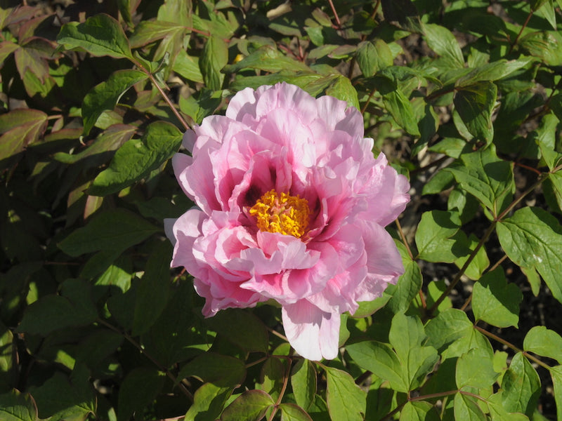 Seed Grown Tree Peony #2025-109