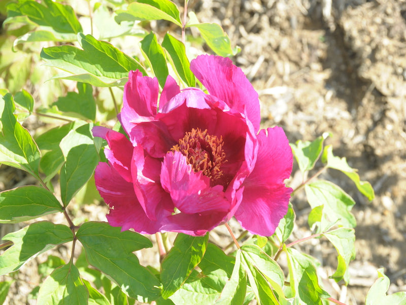 Seed Grown Tree Peony #2025-110