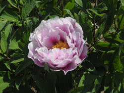 Seed Grown Tree Peony #2025-112