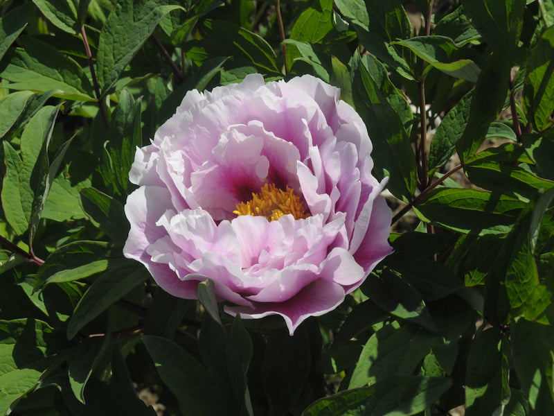 Seed Grown Tree Peony #2025-112