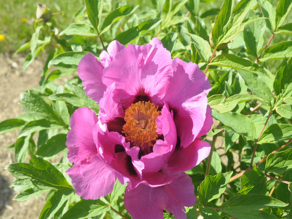 Seed Grown Tree Peony #2025-113