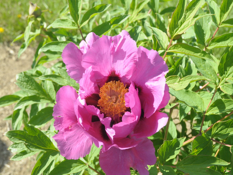 Seed Grown Tree Peony #2025-113