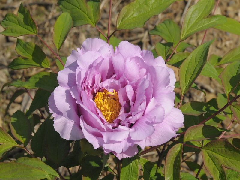 Seed Grown Tree Peony #2025-114