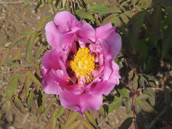 Seed Grown Tree Peony #2025-115