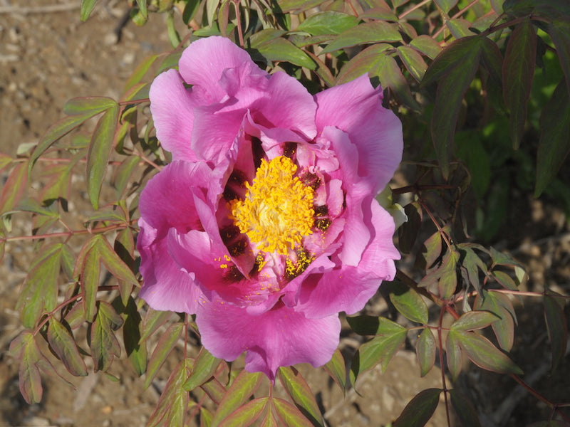 Seed Grown Tree Peony #2025-115