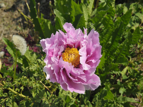 Seed Grown Tree Peony #2025-116
