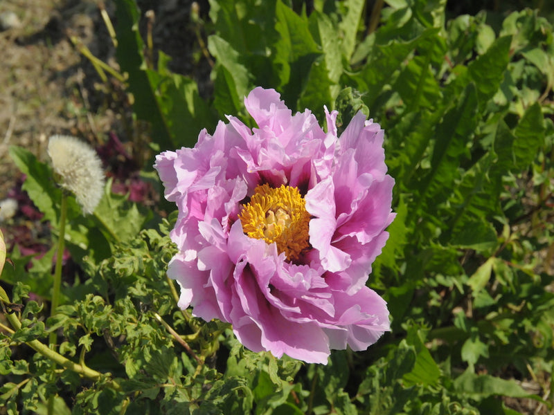 Seed Grown Tree Peony #2025-116