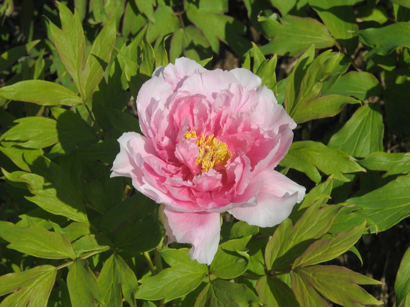 Seed Grown Tree Peony #2025-117