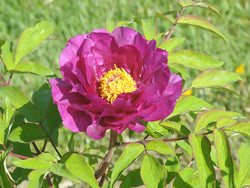 Seed Grown Tree Peony #2025-119
