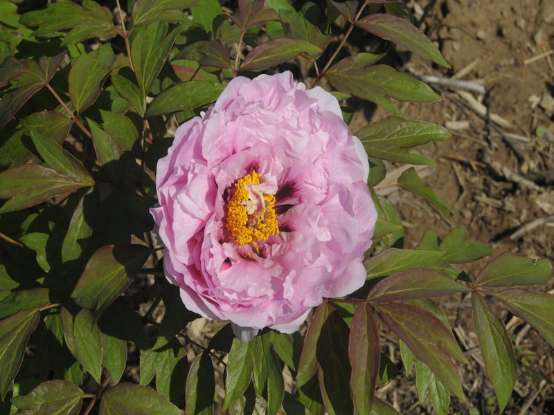 Seed Grown Tree Peony #2025-120