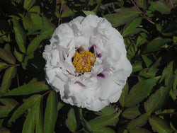 Seed Grown Tree Peony #2025-121