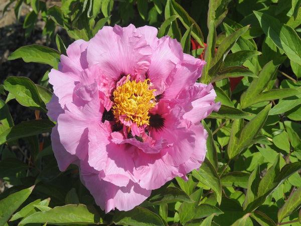 Seed Grown Tree Peony #2025-122