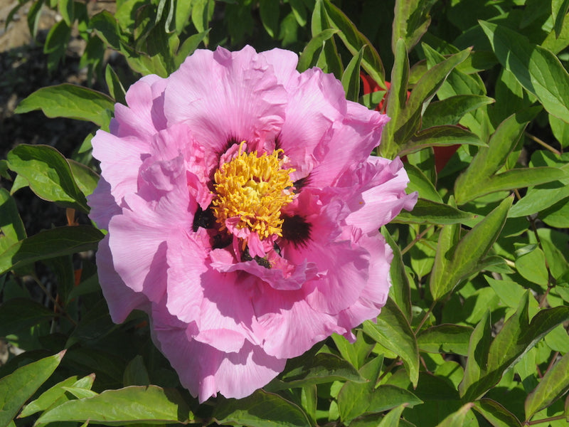 Seed Grown Tree Peony #2025-122