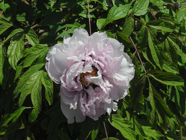 Seed Grown Tree Peony #2025-123