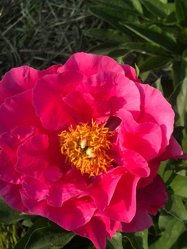 Paeonia, 'Laura Magnuson' hybrid herbaceous peony