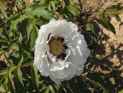 Seed Grown Tree Peony #2025-124