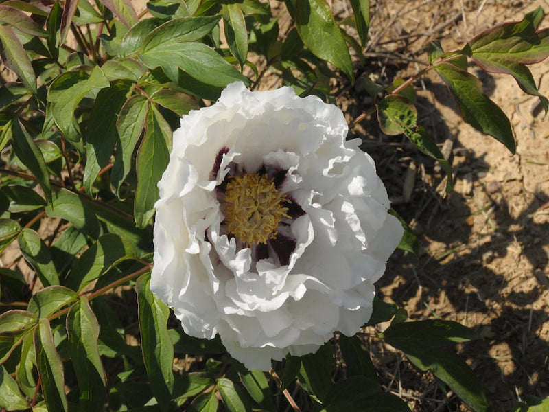 Seed Grown Tree Peony #2025-124