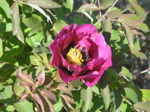 Seed Grown Tree Peony #2025-125