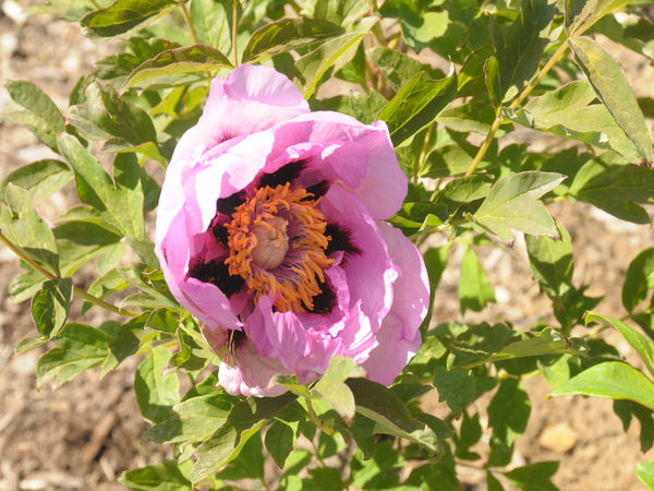 Seed Grown Tree Peony #2025-126