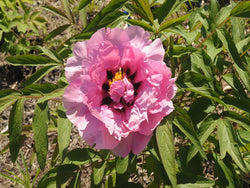 Seed Grown Tree Peony #2025-127