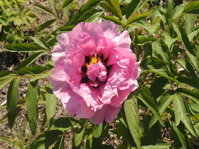 Seed Grown Tree Peony #2025-127