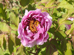 Seed Grown Tree Peony #2025-128
