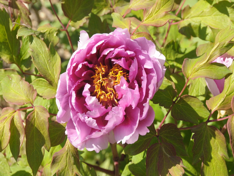 Seed Grown Tree Peony #2025-128