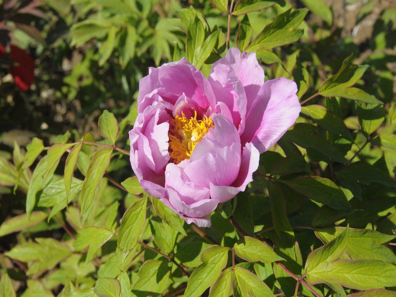 Seed Grown Tree Peony #2025-129