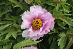 Seed Grown Tree Peony #2025-033