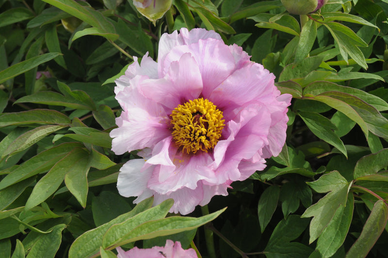 Seed Grown Tree Peony #2025-033