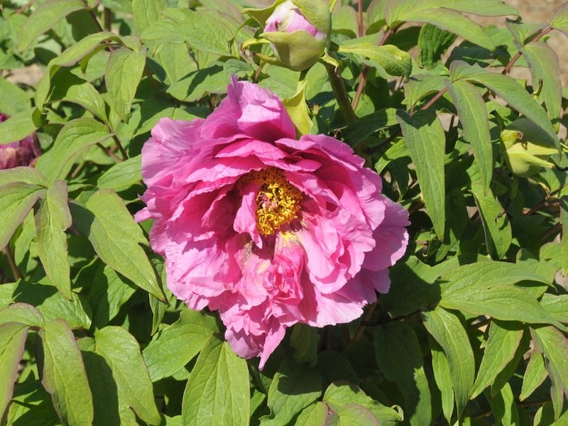 Seed Grown Tree Peony #2025-052