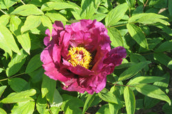 Seed Grown Tree Peony #2025-055