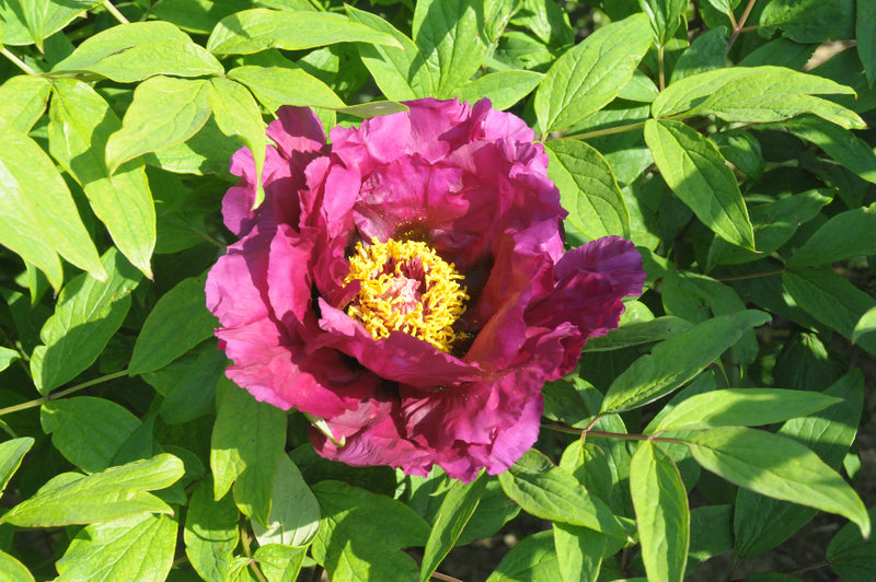 Seed Grown Tree Peony #2025-055
