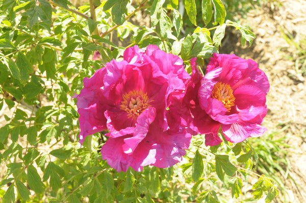 Seed Grown Tree Peony #2025-063