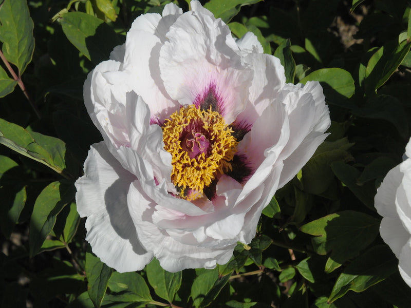 Seed Grown Tree Peony #2025-069