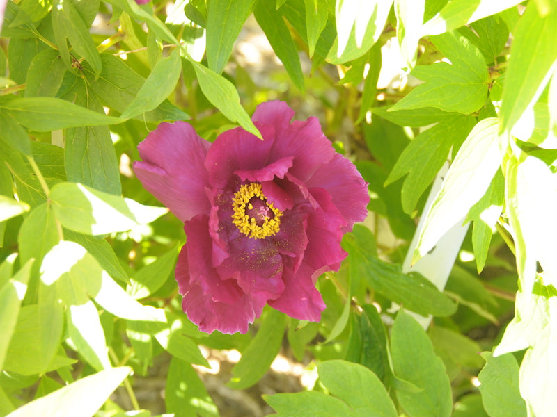 Seed Grown Tree Peony #2025-078