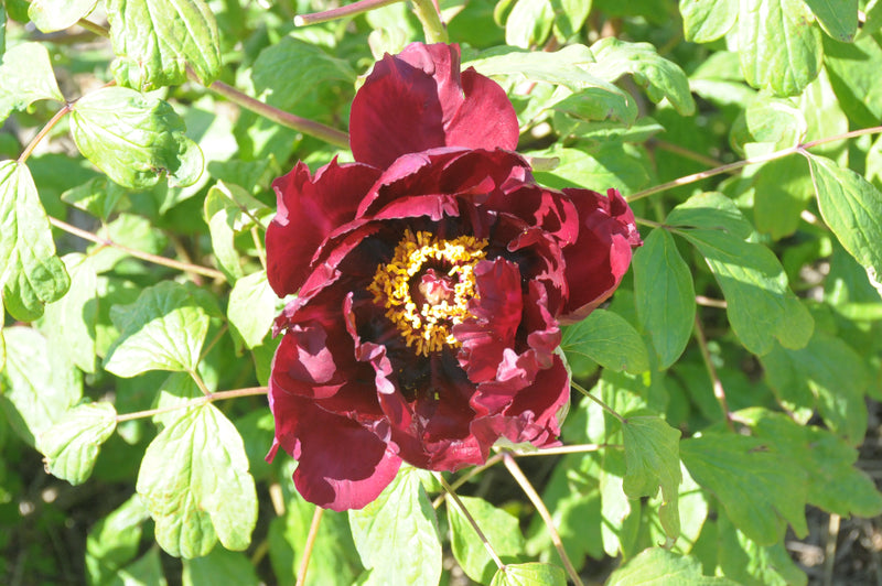 Seed Grown Tree Peony #2025-079
