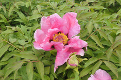 Seed Grown Tree Peony #2025-084