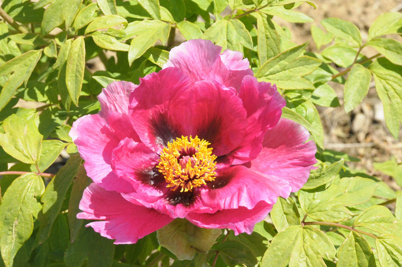 Seed Grown Tree Peony #2025-106