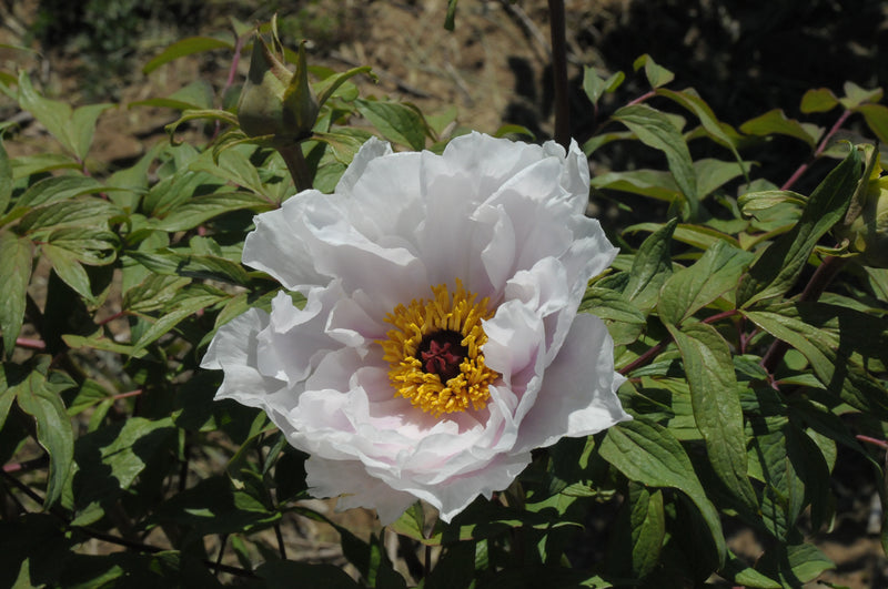 Seed Grown Tree Peony #2025-111