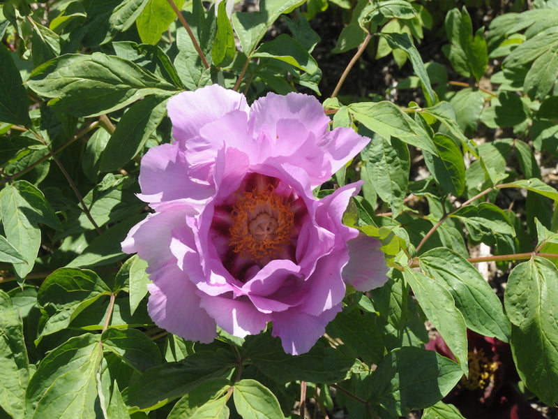 Seed Grown Tree Peony #2025-062