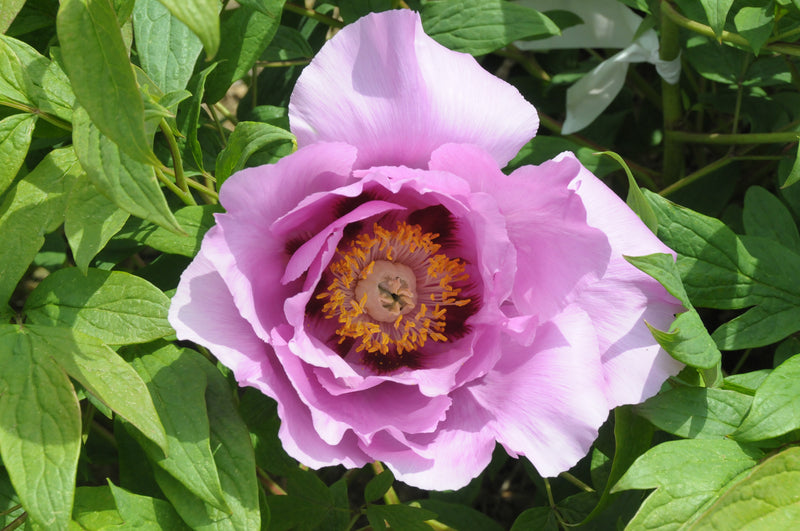 Seed Grown Tree Peony #2025-034