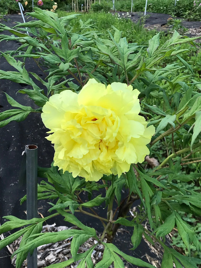 Paeonia, 'Alhambra' hybrid tree peony