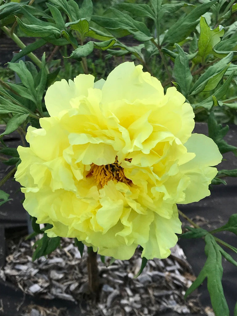 Paeonia, 'Alhambra' hybrid tree peony