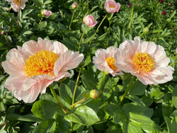 Paeonia 'Peony Heaven Peach' hybrid herbaceous peony